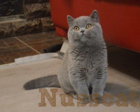 nusscats britisch kurzhaar duke 005